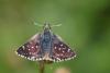 Spialia sertorius